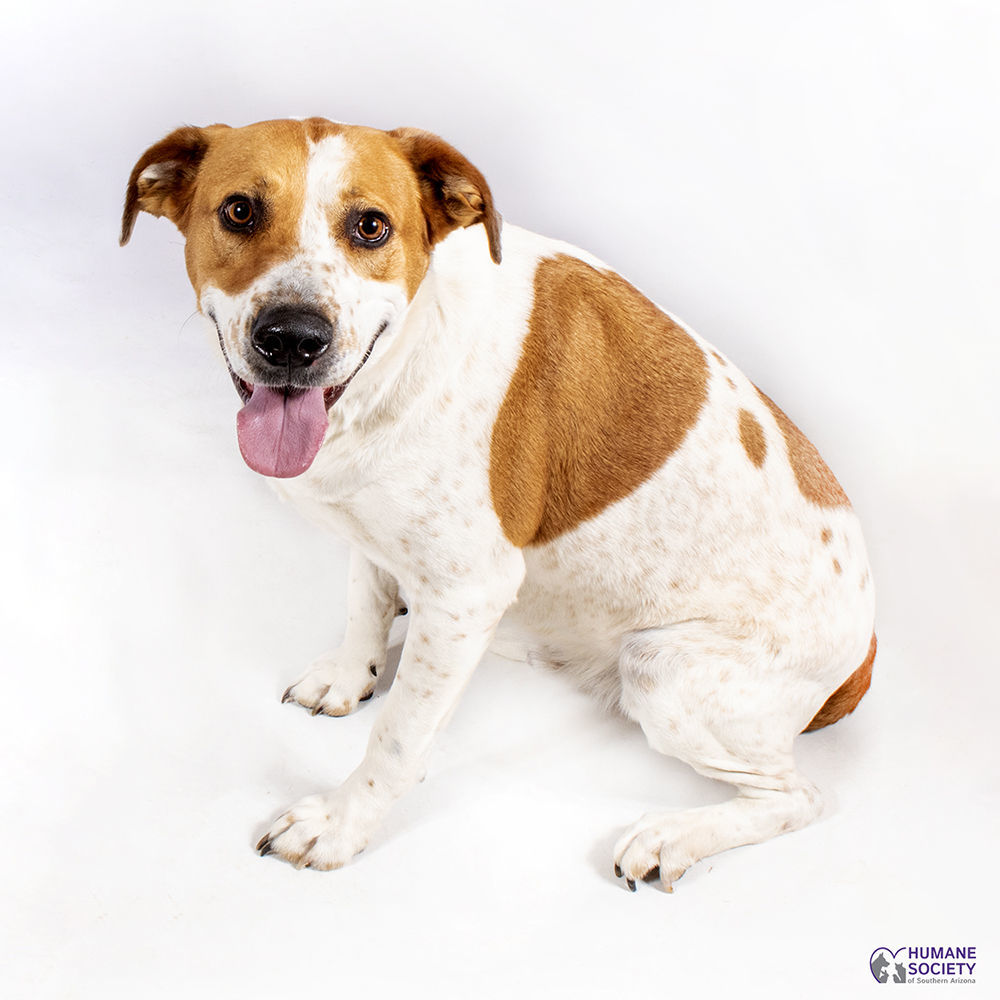 Adopt a friend: Hank
